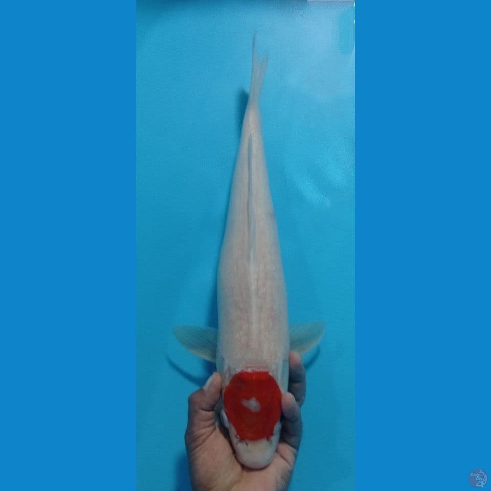 GUEDI 50CM