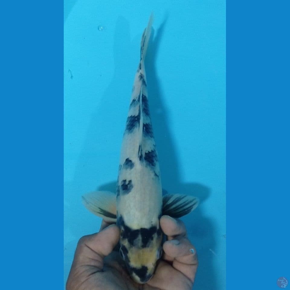 shiro 29cm