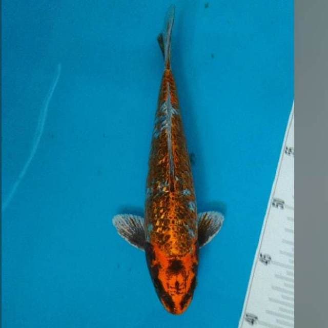 27CM - RARE - UNIQUE HIKARI GINRIN