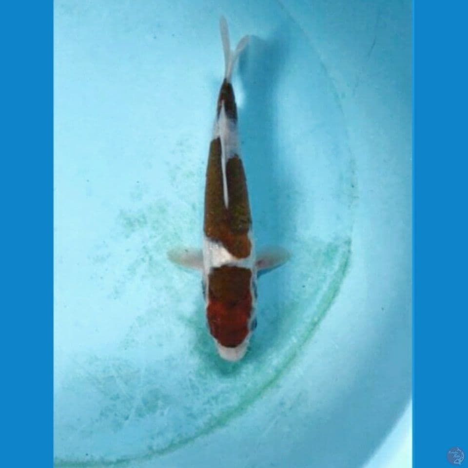budo goromo 20cm