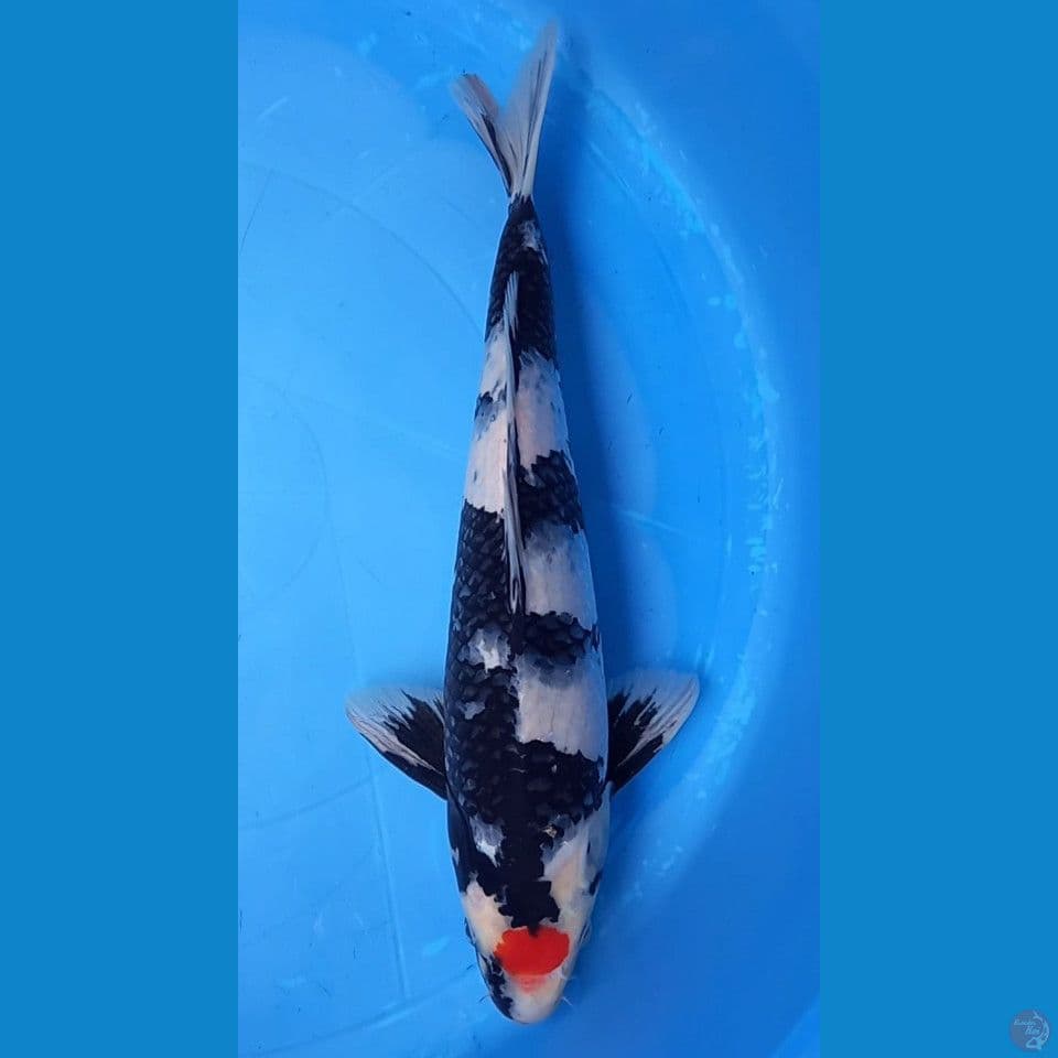 TANCHO SHOWA 38CM MALE