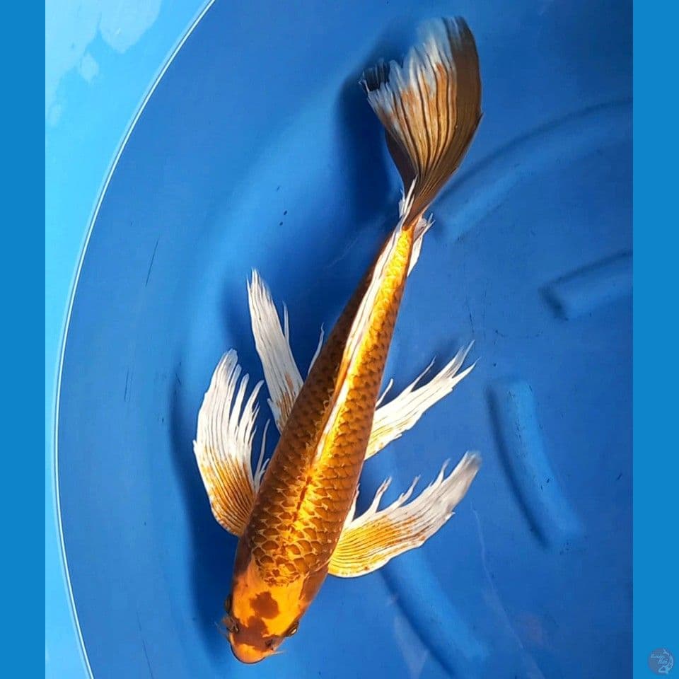 JUMBO KABUTO KUMPAI 60CM MALE