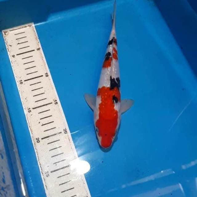 SANKE GINDRIN 24 CM