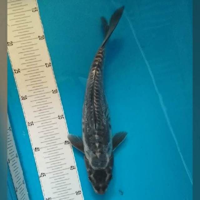 Saragoi daitsu 32 cm