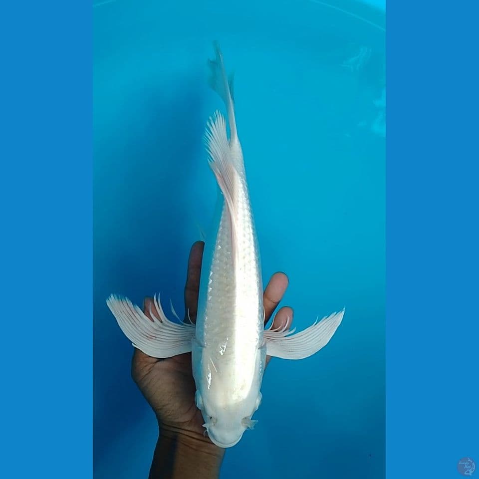 kumpay platinum gindrin size : 36cm.m