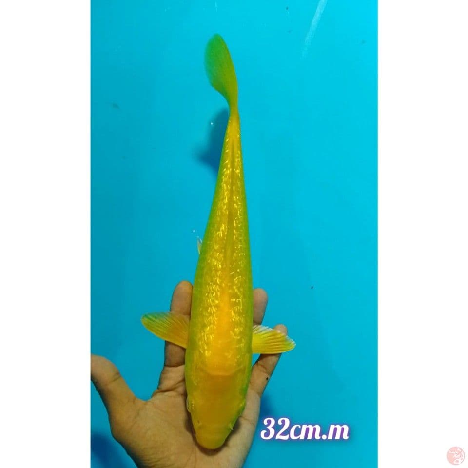 karashi gindrin size : 32 cm.m