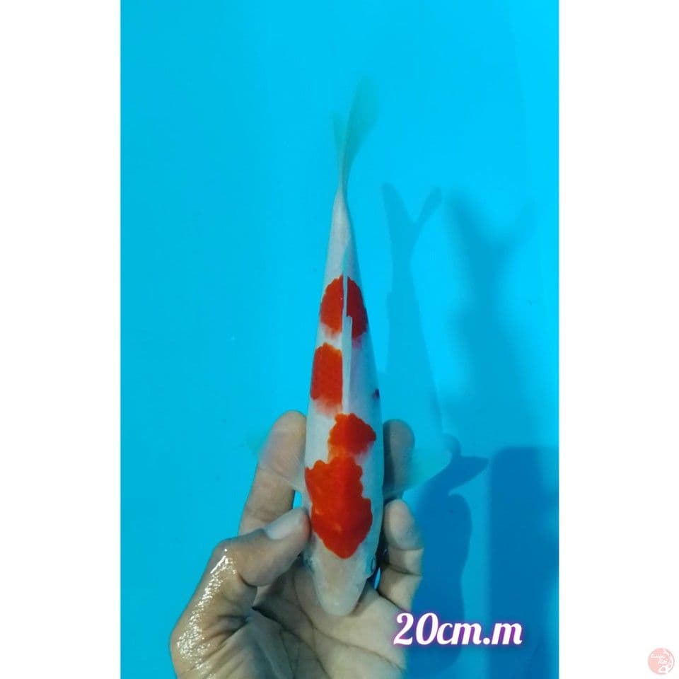 kohaku size : 20cm.m