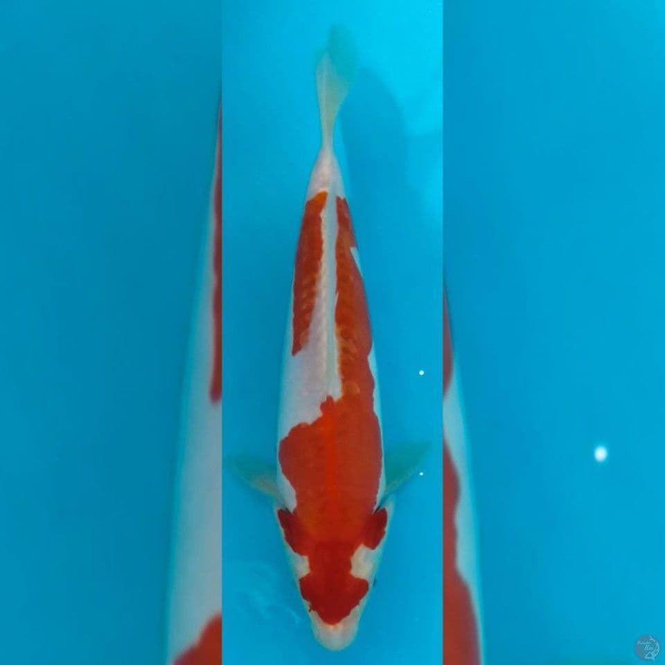 Kohaku Doitsu