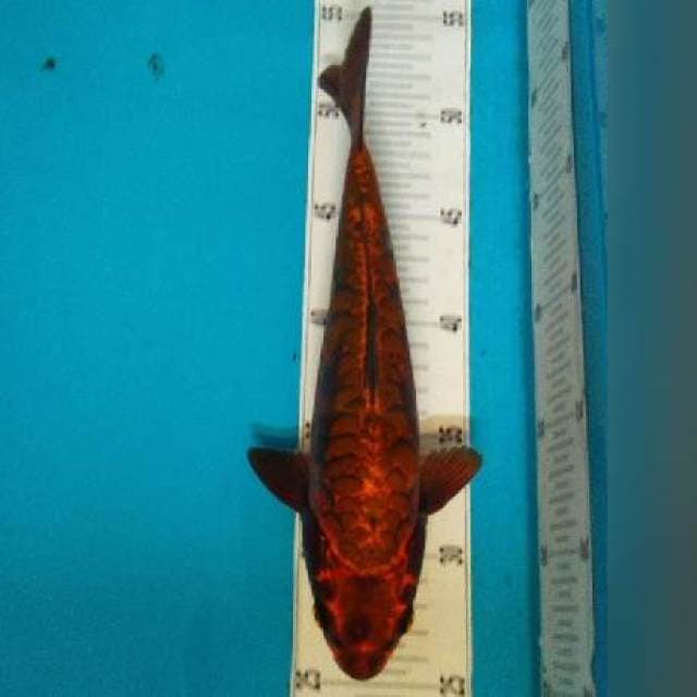 26CM - RARE - DRAGON COPPER - M