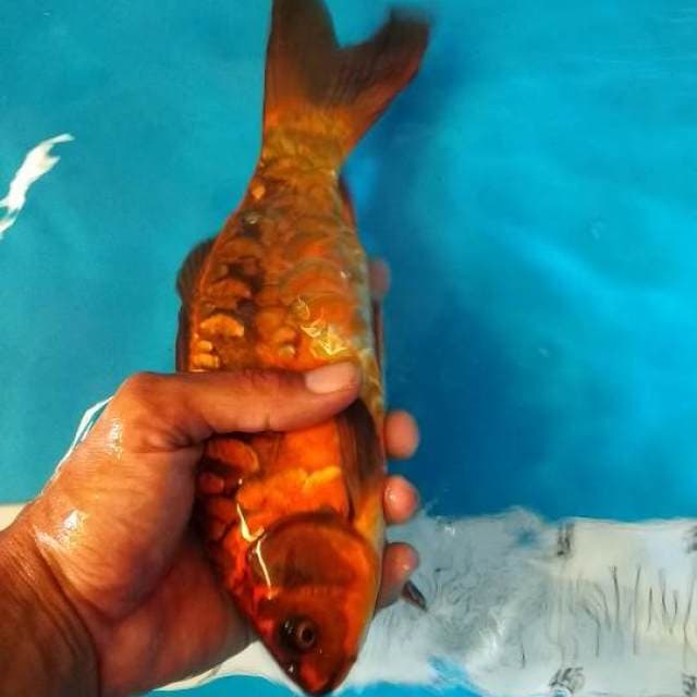 26CM - RARE - DRAGON COPPER - M