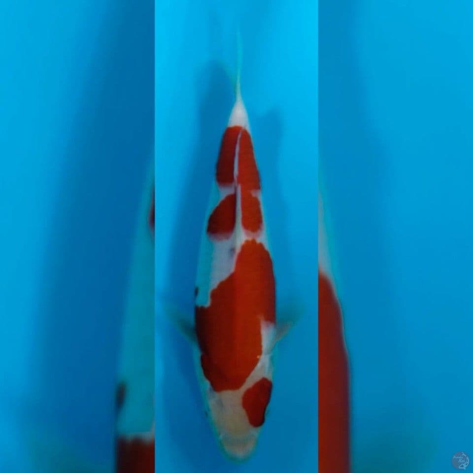 Kohaku Male 30cm