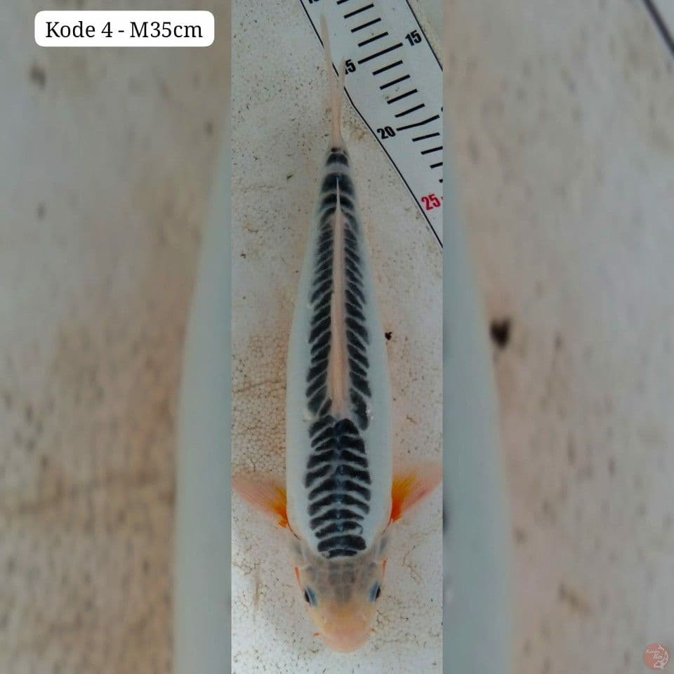 shusui Male 35cm
