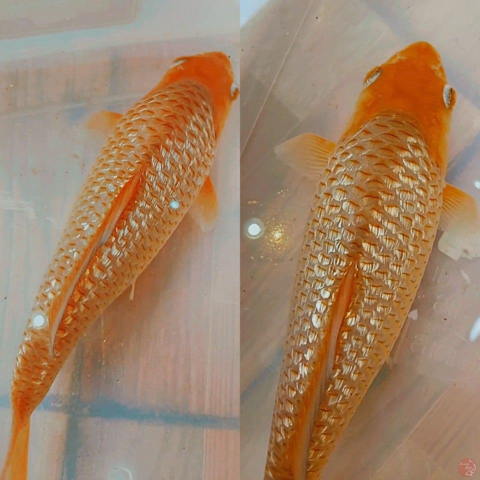ginrin caramel