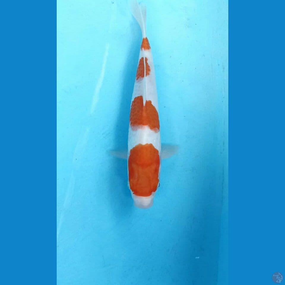 Kohaku 25cm