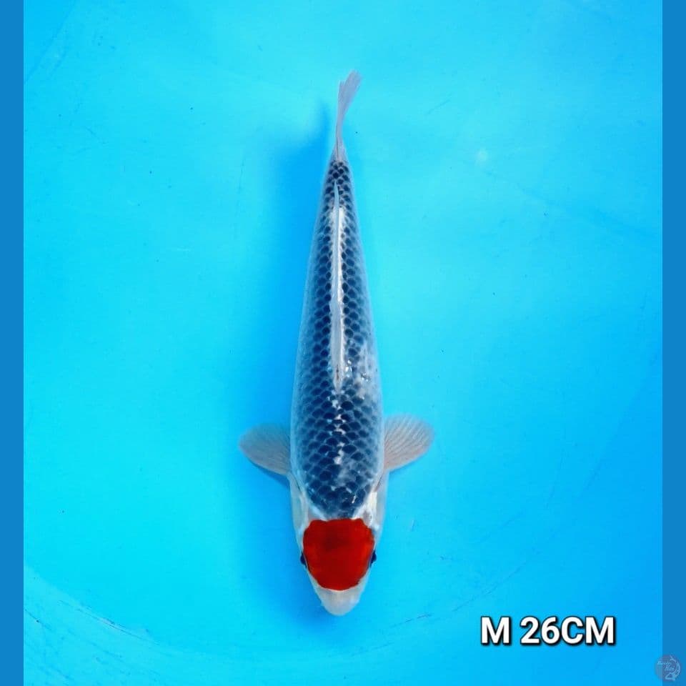 tc goshiki original male 26cm
