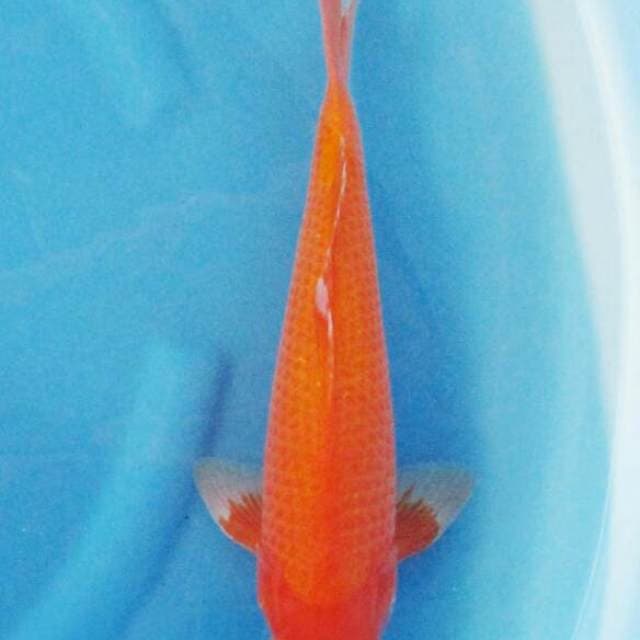 BKS ( Aka Hajiro 36 cm )