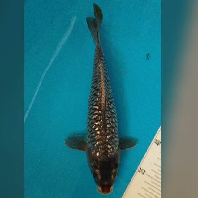 27CM - RARE - SUMINAGASHI GINRIN - F