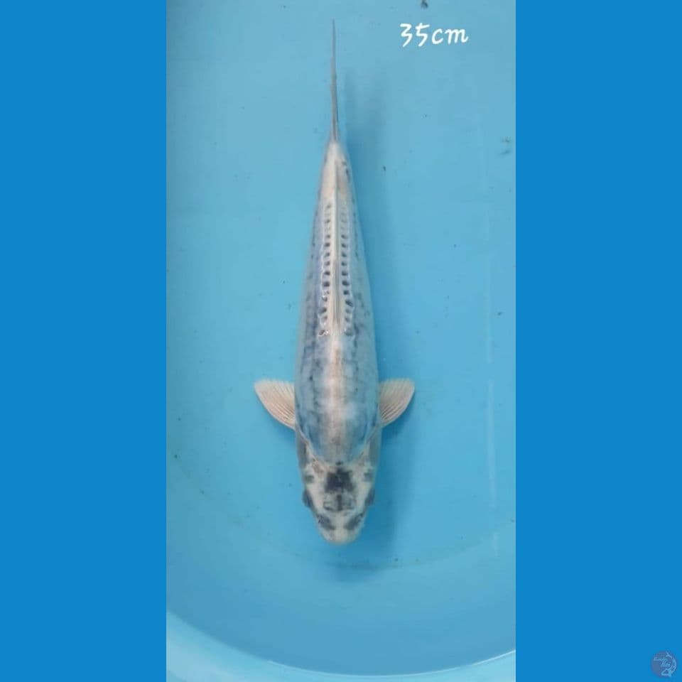 kikokuryu 35cm