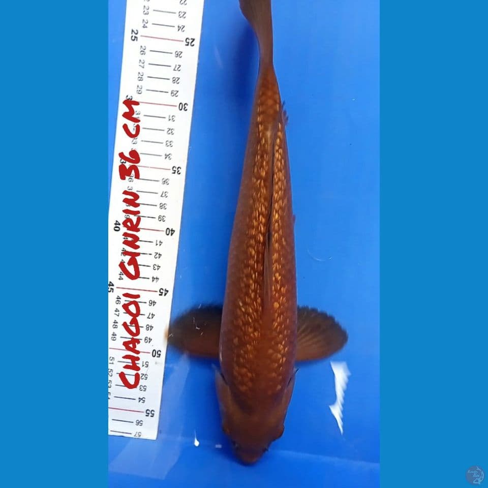 GINRIN CHAGOI 36 CM