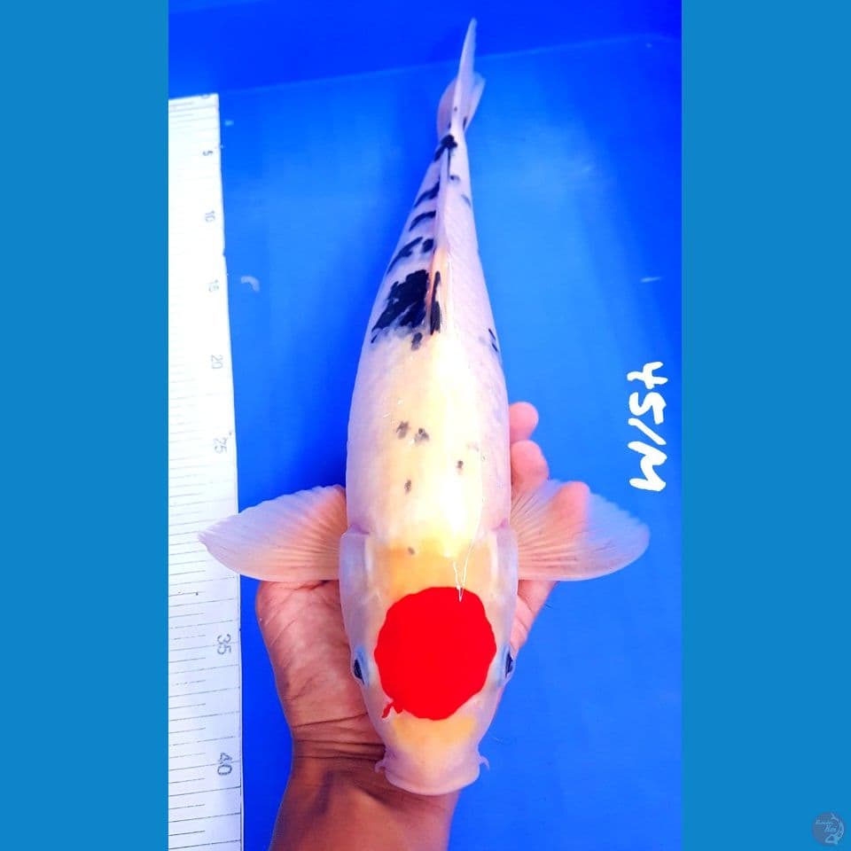 TANCHO SANKE 45/Male