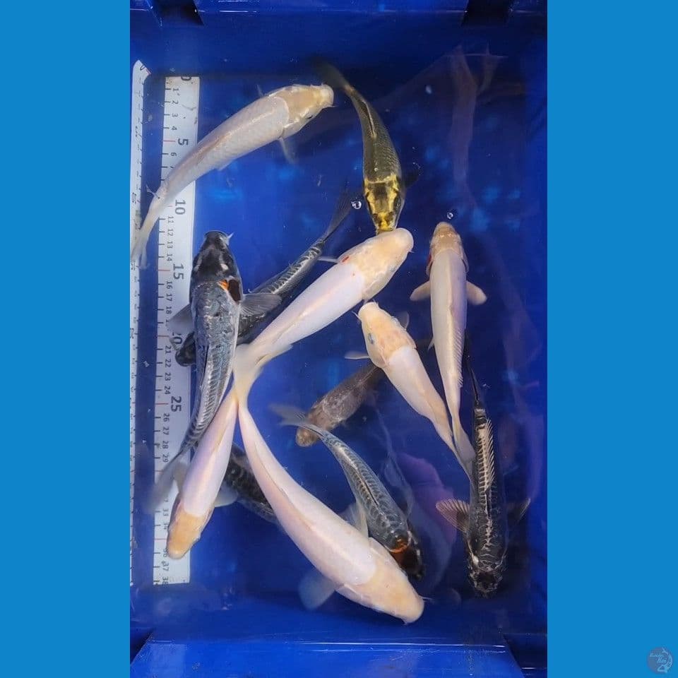 15cm mix 13ekor