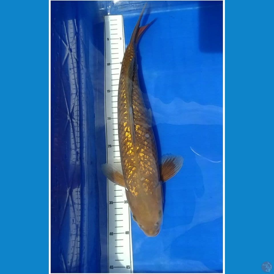 Chagoi Gindrin jantan 39cm