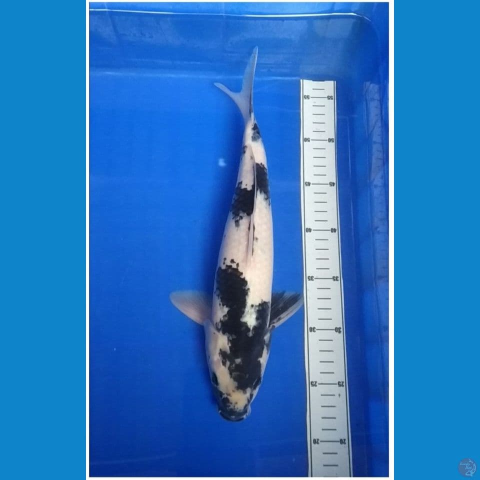 Shiro jantan 34cm