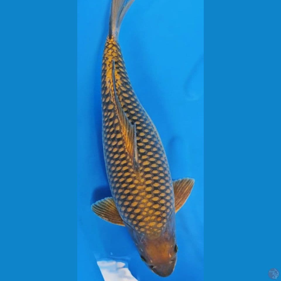 cagoi penjinak jumbo