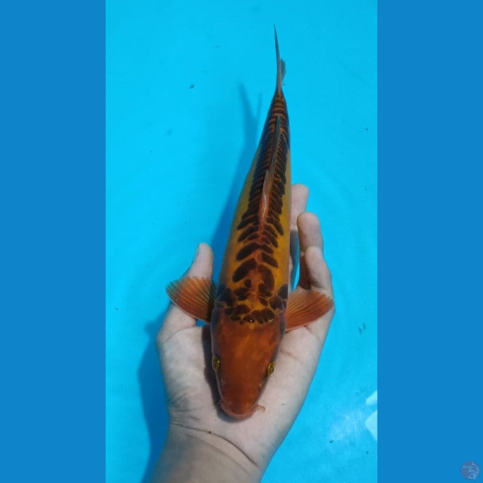 ARAGOKE KARAMEL UNIK