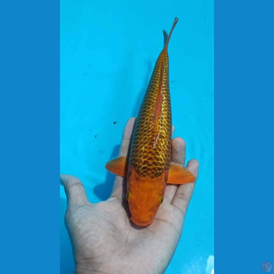 KARAMEL GINRIN