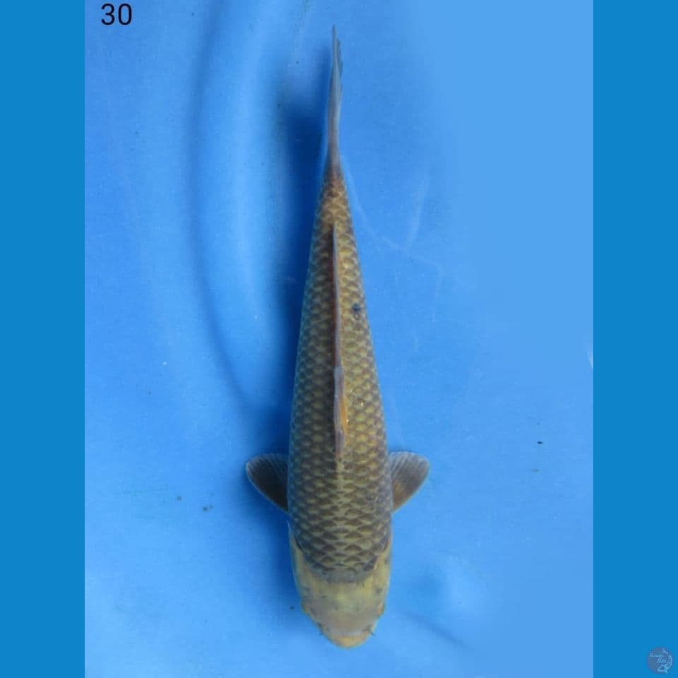 30cm - Jinak 2