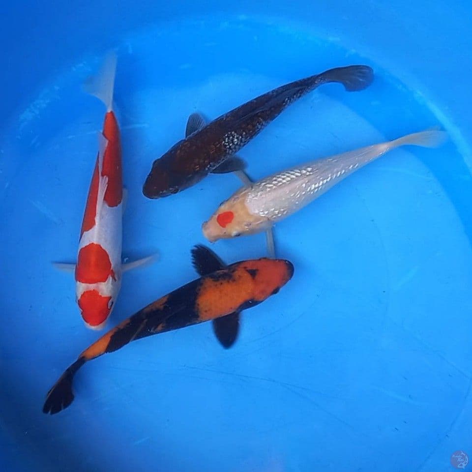 MIX 4 EKOR 23-25CM