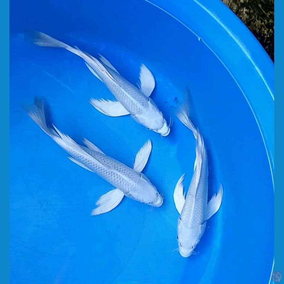 MIX KUMPAI PLATINUM 23-24CM