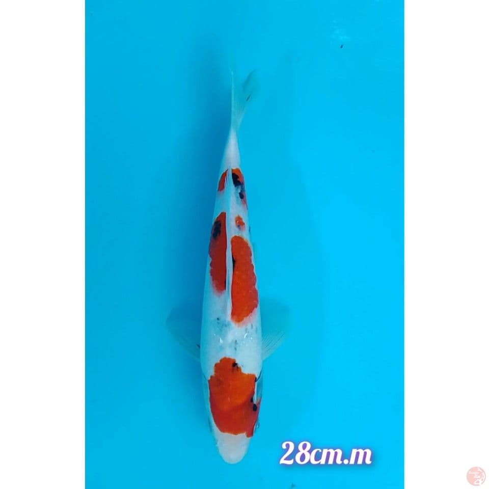 showa tateghoi size : 28cm.m