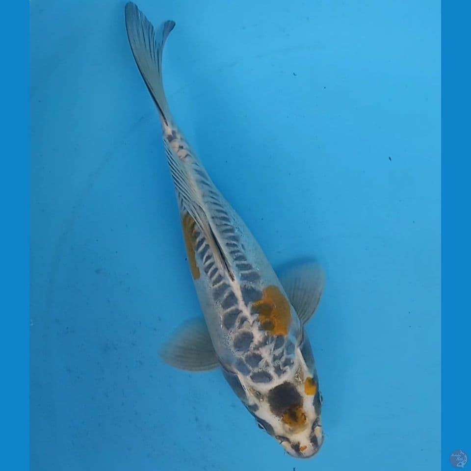 SHORT BODY ARAGOKE 25CM