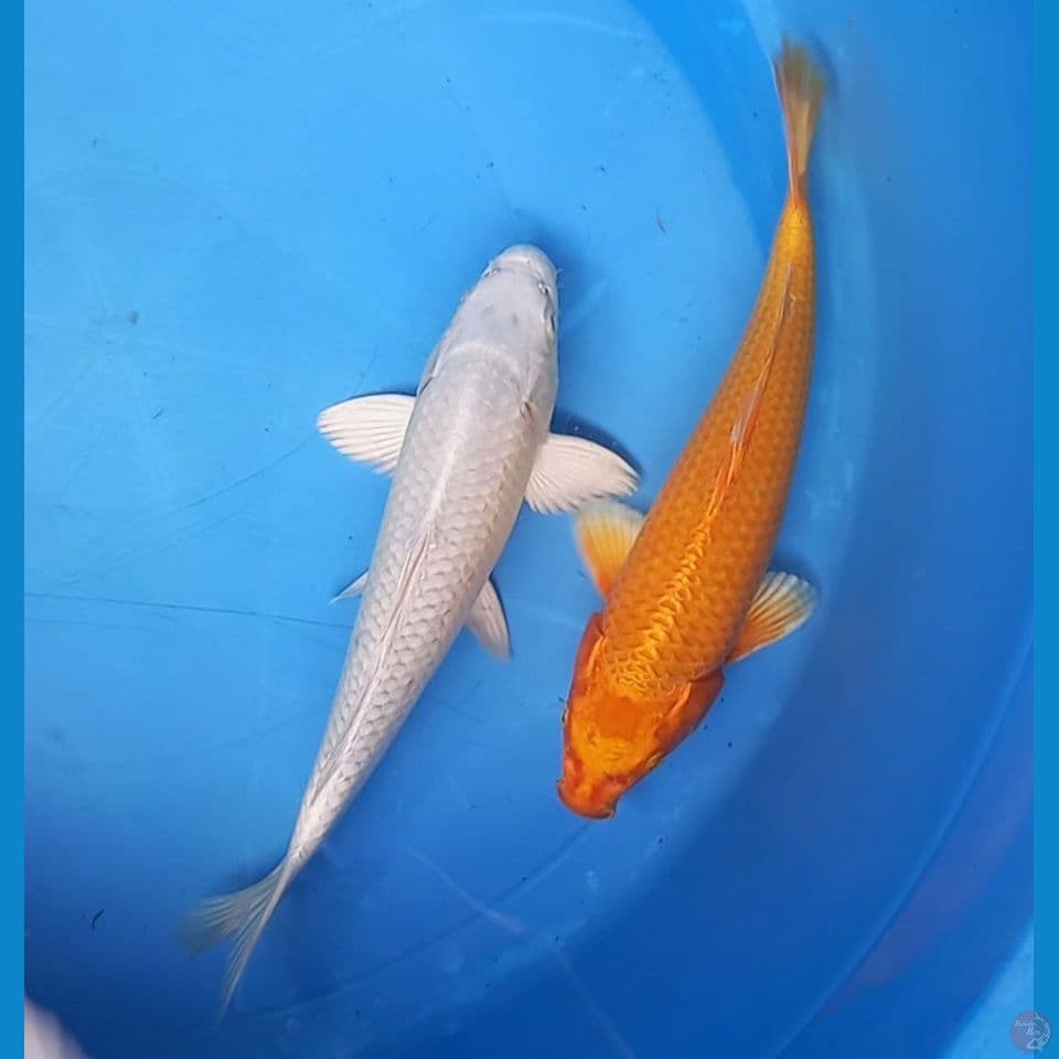 PLATINUM & ORENJI