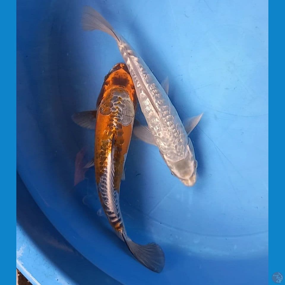 ARAGOKE GINRIN 25-28cm