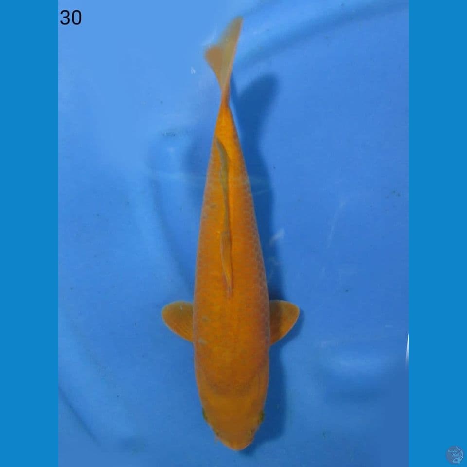 30cm - jinak 3