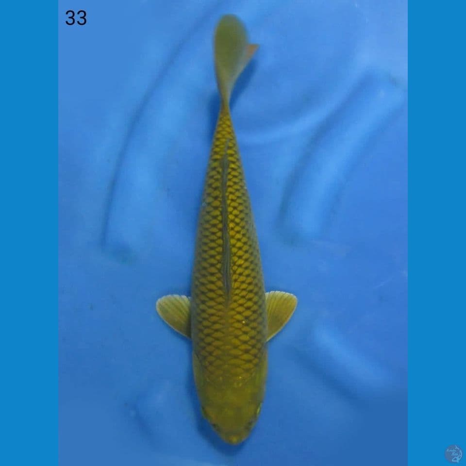33cm - jinak 5