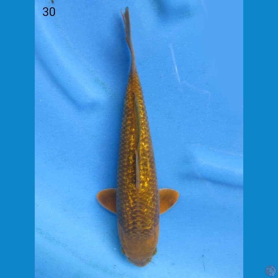 30cm - Jinak 8