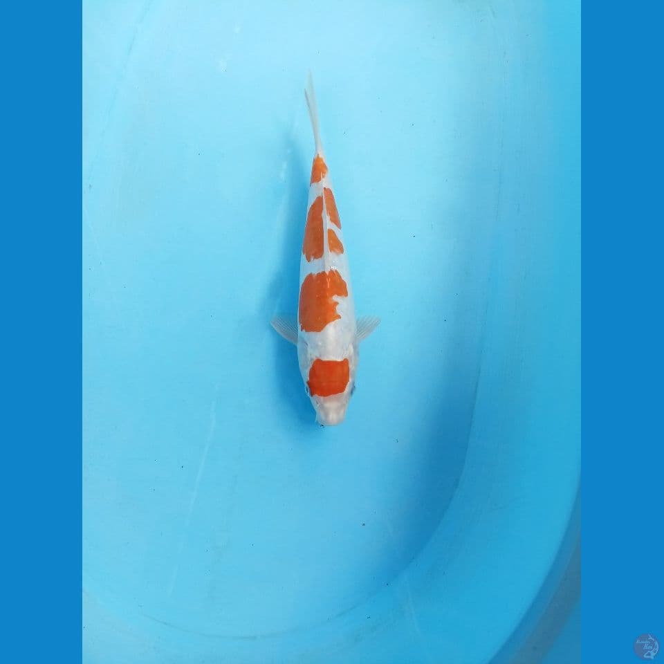 kikushui 27cm