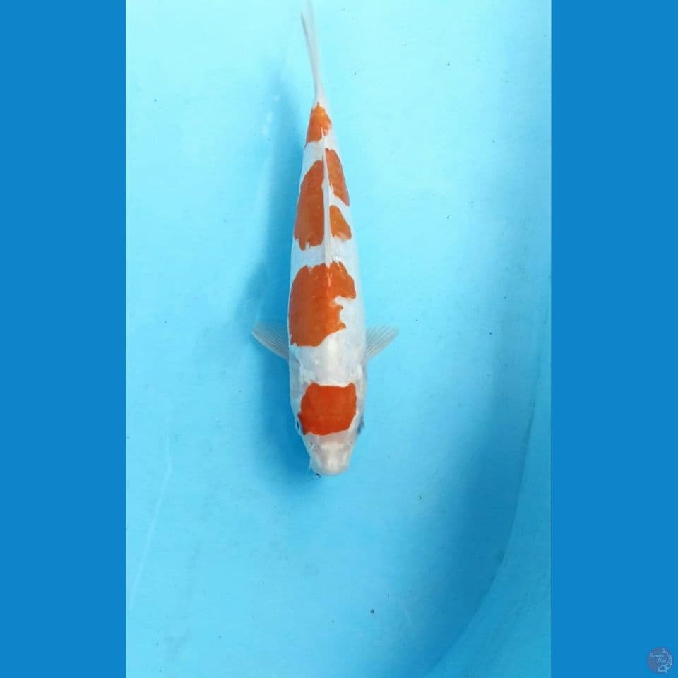 Kikushui 27cm
