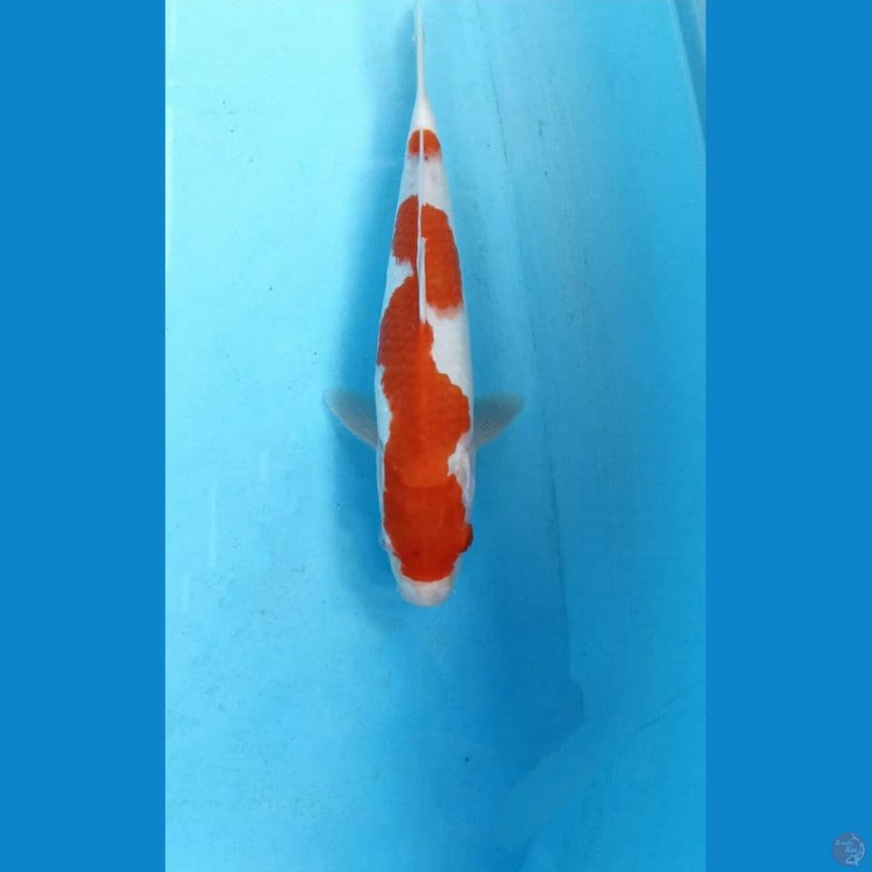 Kohaku 25cm