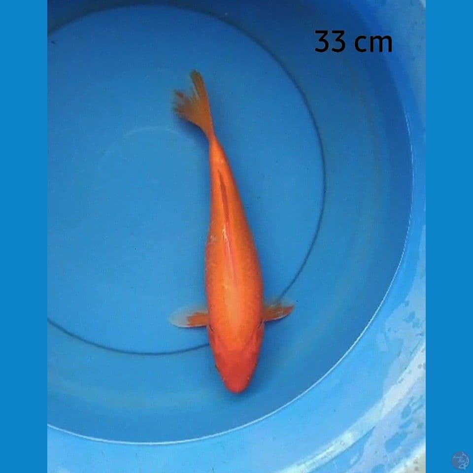 Benigoi 33 cm