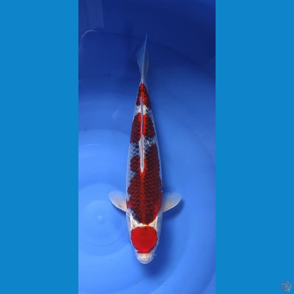 40 b.u
