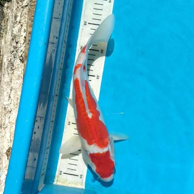 Kohaku doitsu