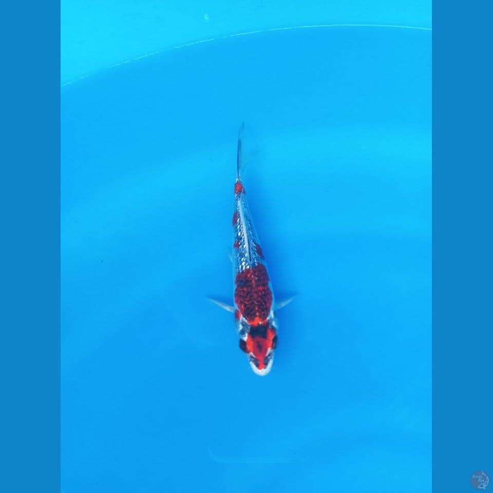 kawarimono 17