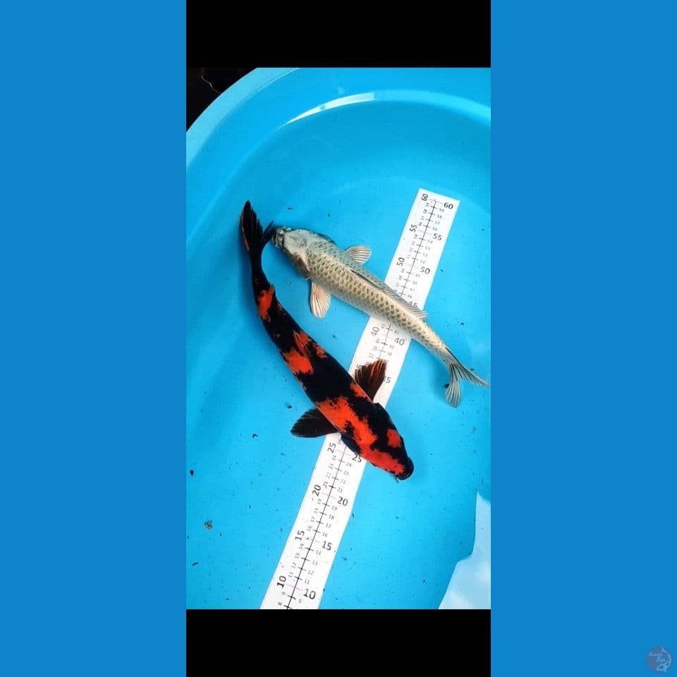 Duo Jumbo Male 33-37cm