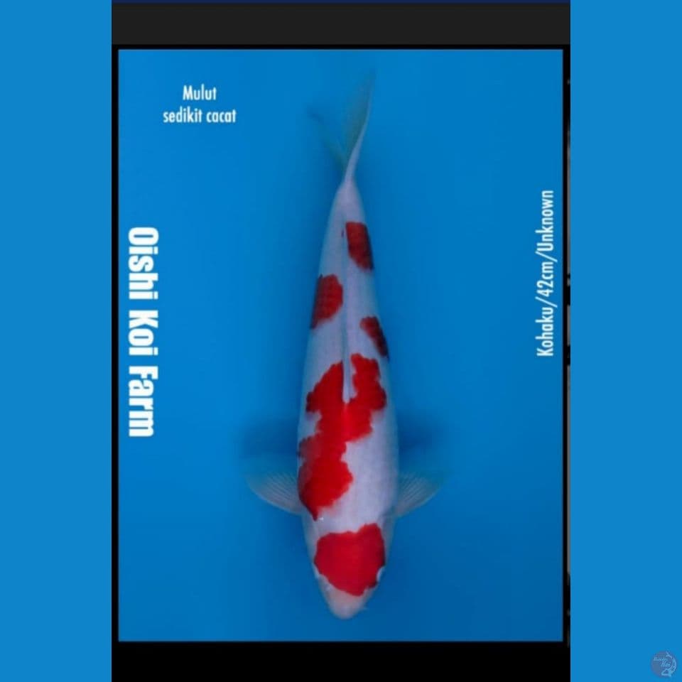 Import Kohaku 42 cm (mulut kurang simetris)