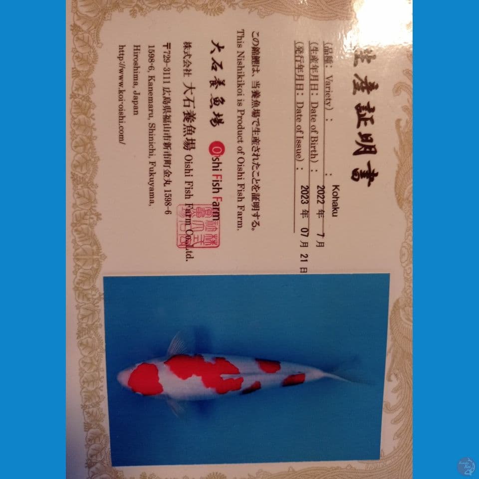 Import Kohaku 42 cm (mulut kurang simetris)